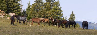 wild horses in summer in the Pryor Mountains Montana