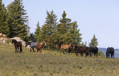 wild horses in summer in the Pryor Mountains Montana