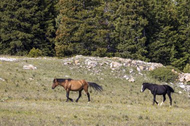 wild horses in summer in the Pryor Mountains Montana