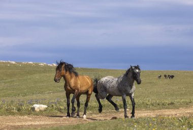 wild horses in summer in the Pryor Mountains Montana