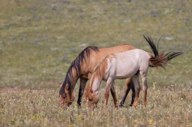 wild horses in summer in the Pryor Mountains Montana