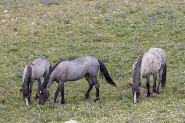 Wild Horses Summer Pryor Mountains Montana — Stockfoto
