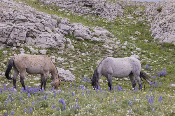 Wild Horses Summer Pryor Mountains Montana — Stockfoto