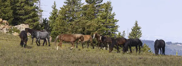 モンタナの夏に野生の馬 ロイヤリティフリーのストック画像