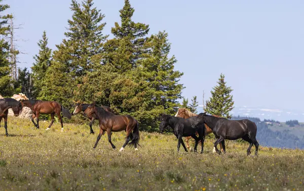 Wild Horses Summer Pryor Mountains Montana Stock Photo