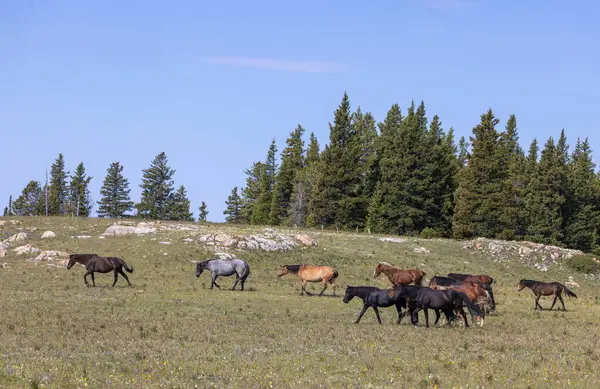 Wild Horses Summer Pryor Mountains Montana Imagens De Bancos De Imagens