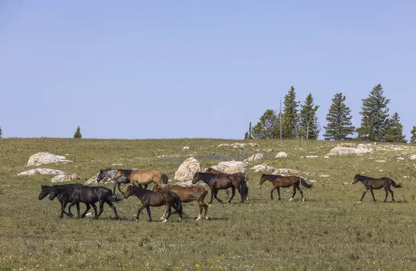 Wild Horses Summer Pryor Mountains Montana Royalty Free Stock Obrázky