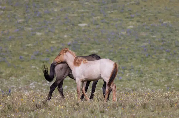 Άγρια Άλογα Καλοκαίρι Στα Βουνά Pryor Montana Royalty Free Φωτογραφίες Αρχείου