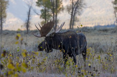 Sonbaharda Wyoming 'de monoton bir geyik.