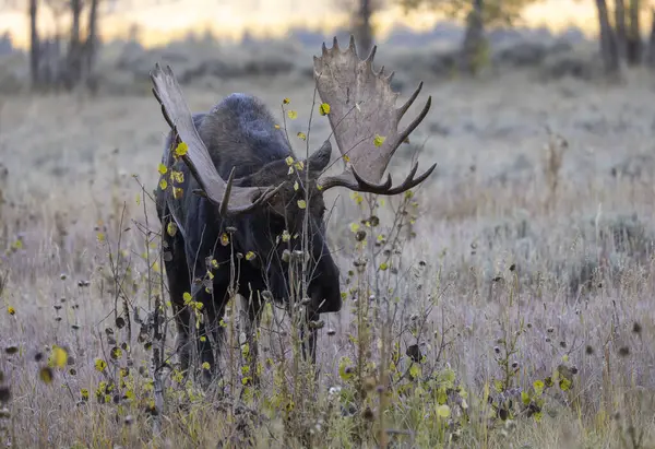 Bull Moose Rut Wyoming Autumn Royalty Free Stock Photos