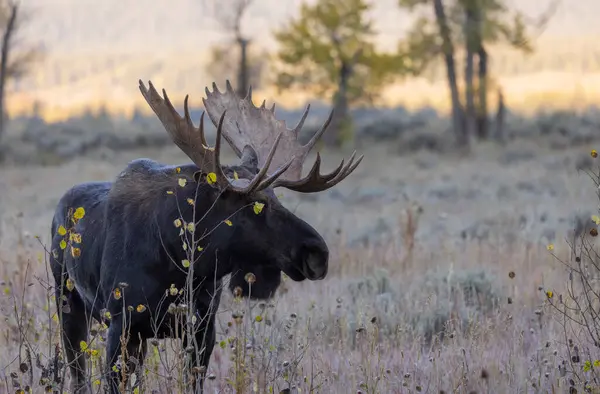 Bull Moose Rut Wyoming Autumn Stock Picture
