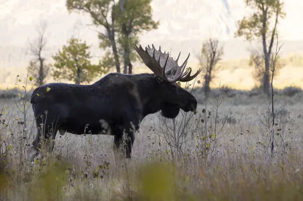 Bull Moose Rut Wyoming Autumn Stock Photo