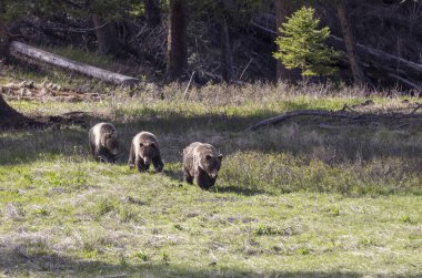 Baharda Yellowstone Ulusal Parkı Wyoming 'de boz ayılar