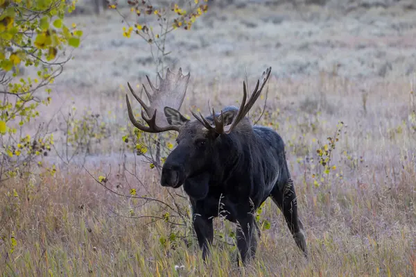 Bull Moose Autumn Rut Wyoming Stock Picture