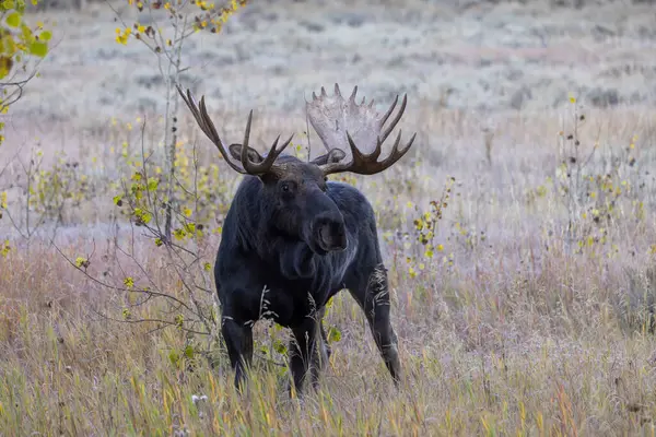 Bull Moose Autumn Rut Wyoming Royalty Free Stock Images