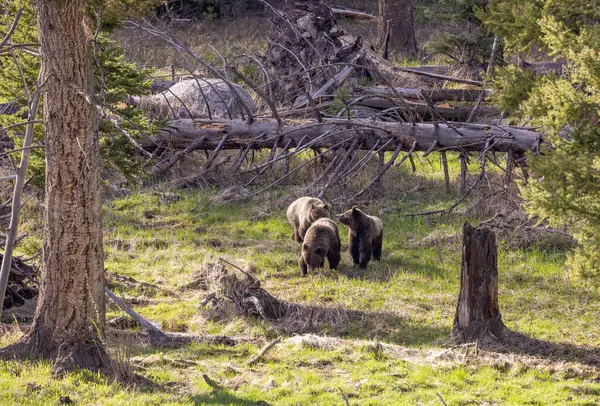 Αρκούδες Γκρίζλι Yellowstone Εθνικό Πάρκο Wyoming Την Άνοιξη Royalty Free Φωτογραφίες Αρχείου