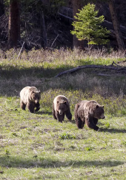 Grizzlybjörnar Yellowstone National Park Wyoming Våren Royaltyfria Stockfoton