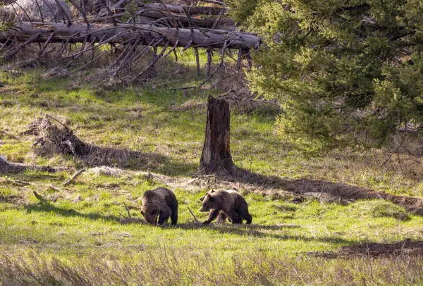 grizzly bears in Yellowstone National Park Wyoming in spring