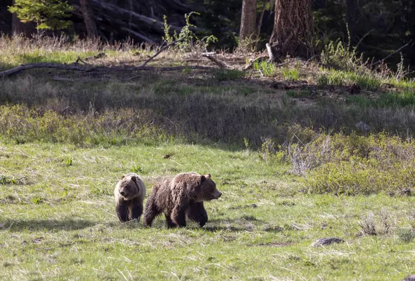 Grizzlybjörnar Yellowstone National Park Wyoming Våren Stockbild