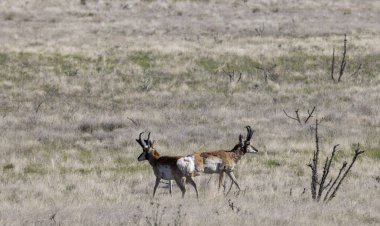 Ariozna bozkırında bir çift boynuzlu antilop.