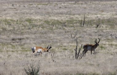 Ariozna bozkırında bir çift boynuzlu antilop.