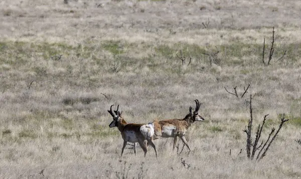 Pair Pronghorn Antelope Bucks Ariozna Prairie Stock Photo