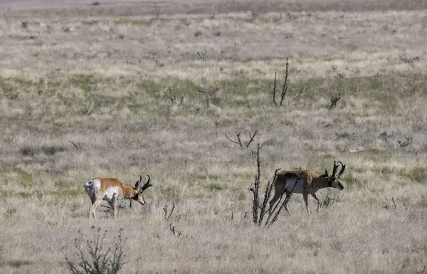 Pair Pronghorn Antelope Bucks Ariozna Prairie Stock Picture