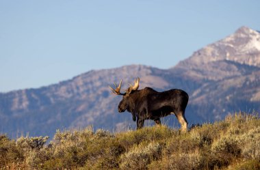 Sonbaharda Wyoming 'deki monoton boğa geyiği.