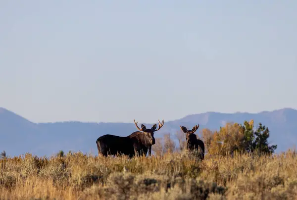 Bull Moose Rut Wyoming Autumn Royalty Free Stock Images