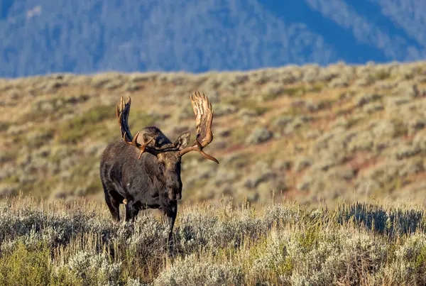 Bull Moose Rut Wyoming Autumn Royalty Free Stock Images