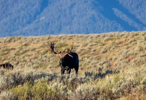 Bull Moose Rut Wyoming Autumn Stock Image