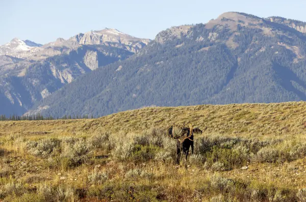 Bull Moose Rut Wyoming Autumn Stock Photo