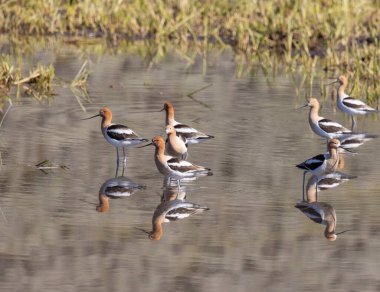 Amerikan Avocets yazın Wyoming 'de bir gölete yansıdı.
