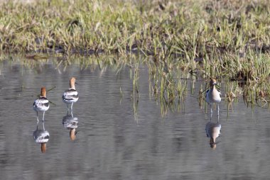 Amerikan Avocets yazın Wyoming 'de bir gölete yansıdı.