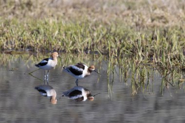 Amerikan Avocets yazın Wyoming 'de bir gölete yansıdı.