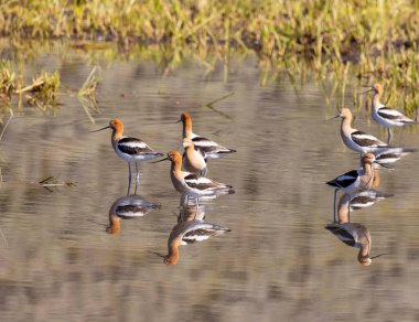 Amerikan Avocets yazın Wyoming 'de bir gölete yansıdı.