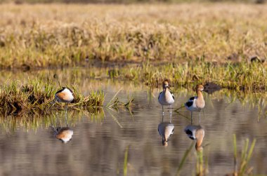 Amerikan Avocets yazın Wyoming 'de bir gölete yansıdı.