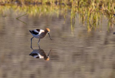 Amerikan Avocet yazın Wyoming 'de bir gölete yansıdı.