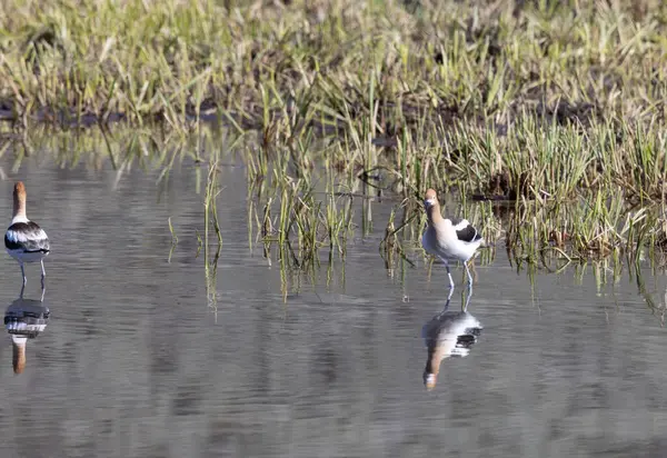 Amerikan Avocets yazın Wyoming 'de bir gölete yansıdı.