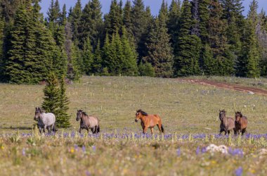 beautiful wild horses in the Pryor Mountains Montana in summer