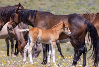 Yazın Montana 'daki Pryor Dağları' nda vahşi bir at kısrağı ve yavrusu.