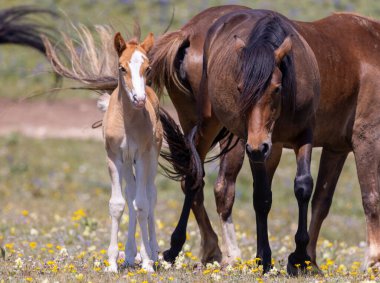 Yazın Montana 'daki Pryor Dağları' nda vahşi bir at kısrağı ve yavrusu.