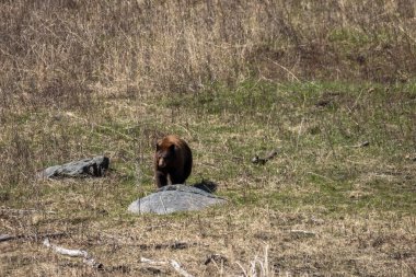 Yellowstone Ulusal Parkı Wyoming 'de baharda bir kara ayı.