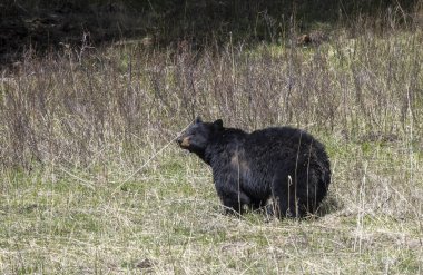 Yellowstone Ulusal Parkı Wyoming 'de baharda bir kara ayı.