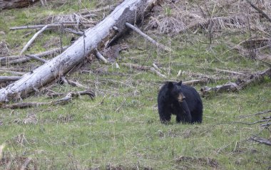 Yellowstone Ulusal Parkı Wyoming 'de baharda bir kara ayı.
