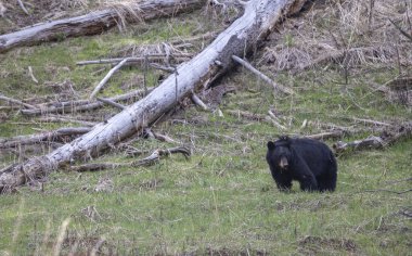 Yellowstone Ulusal Parkı Wyoming 'de baharda bir kara ayı.