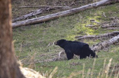 Yellowstone Ulusal Parkı Wyoming 'de baharda bir kara ayı.