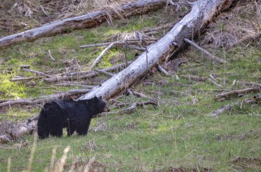 Yellowstone Ulusal Parkı Wyoming 'de baharda bir kara ayı.
