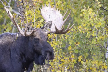 Wyoming 'deki sonbahar monotonluğu sırasında bir geyik.