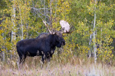 Wyoming 'deki sonbahar monotonluğu sırasında bir geyik.